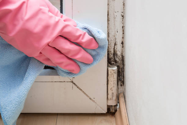 Best Black Mold Remediation in USA